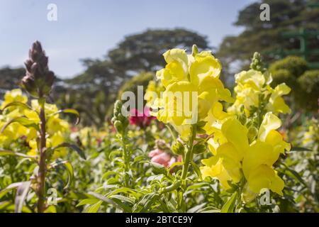 Gelbe Snapdragon Blumen oder Antirhinum Majus mit natürlichem Licht im Garten auf blauem Himmel Hintergrund Stockfoto