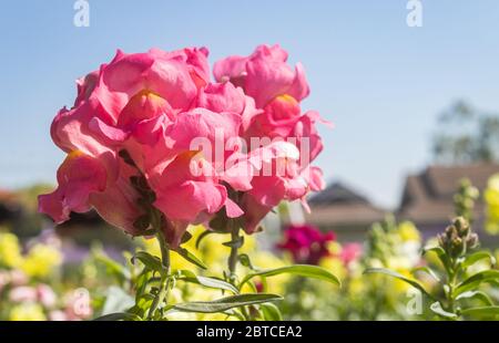 Rosa Snapdragon Blumen oder Antirhinum Majus im Garten mit natürlichem Licht in der Nahaufnahme Stockfoto