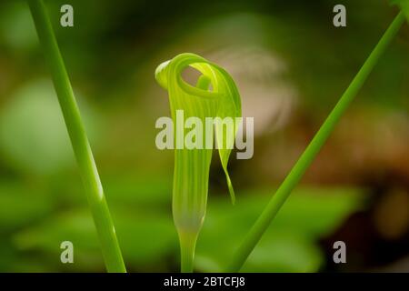 Jack-in-the-Kanzel in einem Wald in Wake County, North Carolina. Phase des Frühlings. Stockfoto