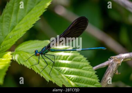 Ebony Jewelwing, Raleigh, North Carolina. Die Männchen haben einen metallisch grünen oder blaugrünen Körper, und sie haben auch rote Augen, wenn frisch aufgetaucht. Stockfoto