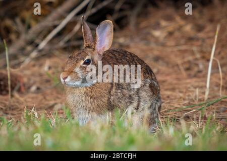 Ein Hase aus Baumwollschwanz, der das Gras genießt. Wake County, North Carolina. Stockfoto