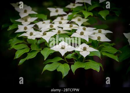 Blüten eines Kousa Dogwood auf dunklem Hintergrund. Crowder Park von Wake County, North Carolina. Stockfoto