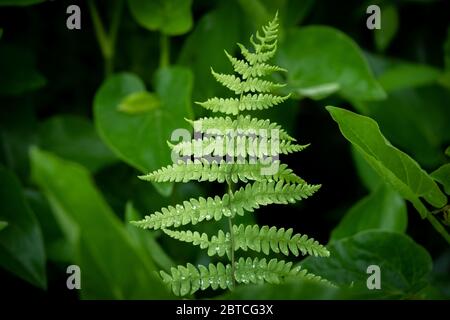 Ein Marschfern mit Schotten eines jüngsten Regens auf dem Foilage. Raleigh, North Carolina. Stockfoto