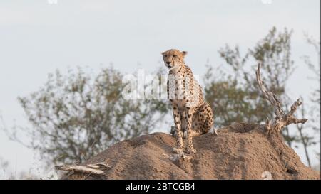 Ein weiblicher Geparde sitzt auf einem Termitenhügel im masai mara National Reserve in kenia, afrika Stockfoto