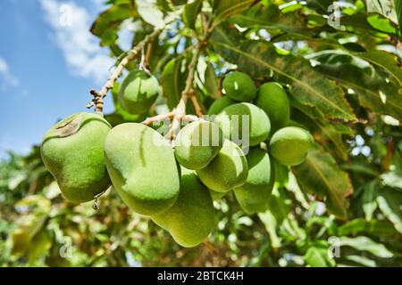 Schöne und frische grüne unreife Mangos auf einem Zweig im Sommer gegen den blauen Himmel. Stockfoto
