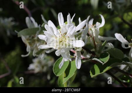 Amelanchier ovalis, June-Berry. Wilde Pflanze im Frühjahr erschossen. Stockfoto