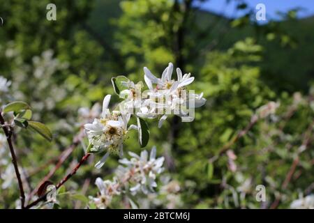 Amelanchier ovalis, June-Berry. Wilde Pflanze im Frühjahr erschossen. Stockfoto