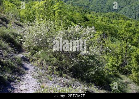 Amelanchier ovalis, June-Berry. Wilde Pflanze im Frühjahr erschossen. Stockfoto