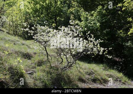 Amelanchier ovalis, June-Berry. Wilde Pflanze im Frühjahr erschossen. Stockfoto