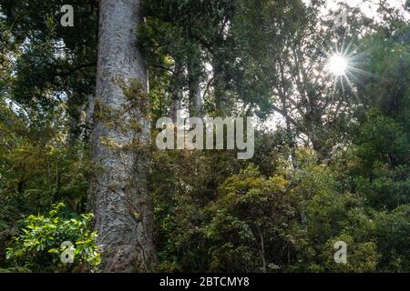 Kauri-Wald im neuseeländischen Northland Stockfoto