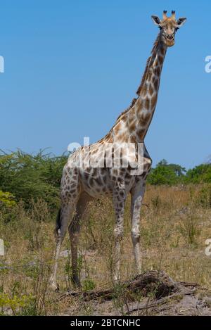 Giraffen in der Trockenzeit im Okavango Delta, Botswana Stockfoto