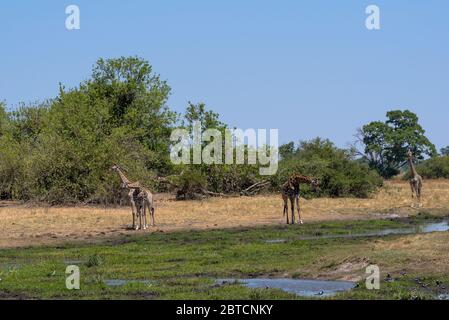 Giraffen in der Trockenzeit im Okavango Delta, Botswana Stockfoto