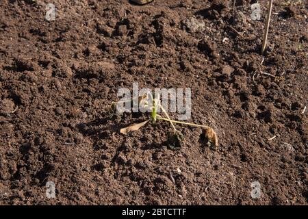 Frostschäden im späten Frühling an einer selbst angebauten Bio-Zucchini-Pflanze (Cucurbita pepo) auf einer Zuchtschau in einem Gemüsegarten im ländlichen Devon Stockfoto