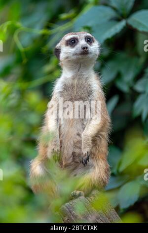 Erdmännchen stehen auf der Suche nach etwas. Suricata suricatta wilde Raubtiere in natürlicher Umgebung. Naturszene aus der Natur Stockfoto