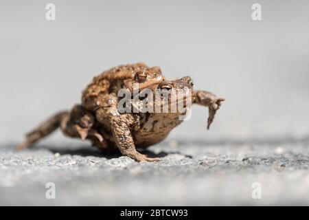 Nahaufnahme zwei Krötenfrösche Paarung auf einer Straße in der Frühjahrsperiode. Naturszene aus der Natur Stockfoto