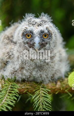 Baby-Langohreule im Wald, auf Baumstamm im Wald Lebensraum sitzen. Schönes kleines Tier in der Natur Stockfoto