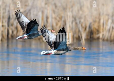 Zwei Gänseflieger im Naturraum, Action-Szene mit offenen Flügeln. Vogel im Fliege, See mit Gras im Hintergrund Stockfoto