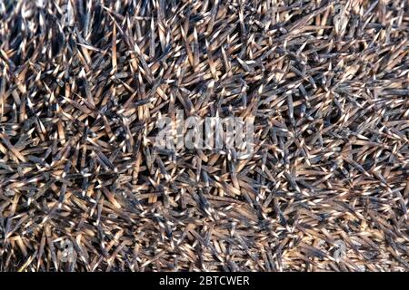 Nahaufnahme Textur Hintergrund von Igel Nadeln Stockfoto