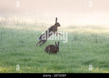 Killearn, Stirlingshire, Schottland, Großbritannien. Mai 2020. UK Wetter - Hasen an einem schönen hellen Morgen mit einem sehr schweren Tau in Killearn, Stirlingshire, Schottland Credit: Kay Roxby/Alamy Live News Stockfoto