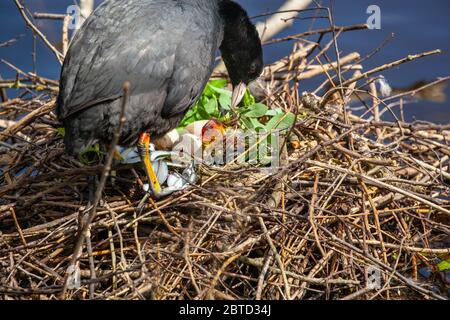 Wasservogel Coot Fulica atra auf seinem Nest mit Eiern und Küken auf Winterley Pool Cheshire England Stockfoto