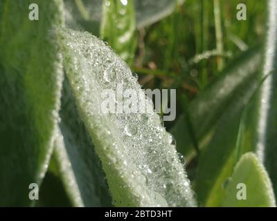 Am Morgen tropft Wasser auf ein Blatt Stockfoto