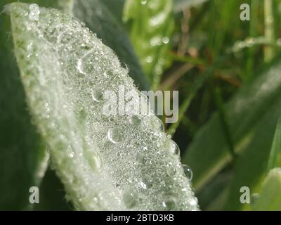 Nahaufnahme von Wassertropfen auf einem Blatt Stockfoto