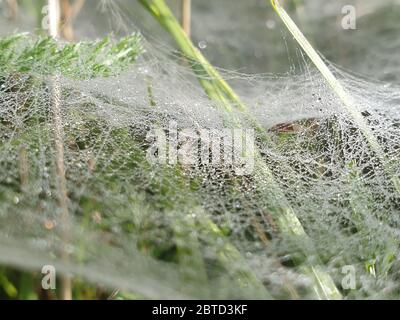 Wassertropfen auf dem Spinnennetz Stockfoto