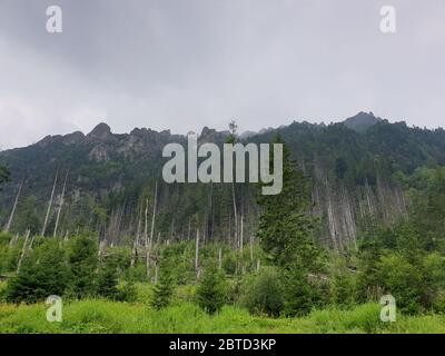 Berglandschaft mit Bäumen in der Slowakei Stockfoto