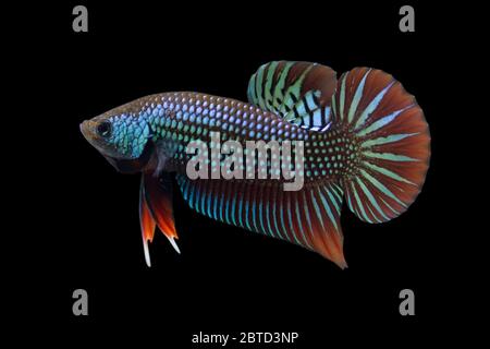 Wild Betta mahachaiensis Männlich oder Plakat Kampf Fisch splendens auf schwarzem Hintergrund. Stockfoto