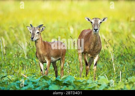 Wildes Mufflon-Schaf und junger Widder mit kleinem Horn auf grünem Feld Stockfoto