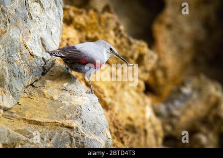Kleiner Wandkriechspender hält Insekt im Schnabel und sitzt auf Felsen in Bergen Stockfoto