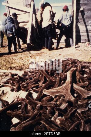 Anfang der 1970er Jahre - Geweih schneiden an Rentier Zusammenfassung am Kap Espenberg Stockfoto