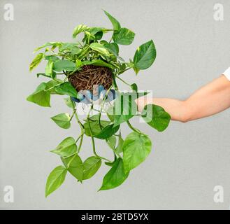 Person, die eine grüne, grüne Pothos-Pflanze oder Epipremnum aureum hält, in einem hängenden Korb in der Hand eingegossen, der sie vor einer weißen Wand zeigt Stockfoto