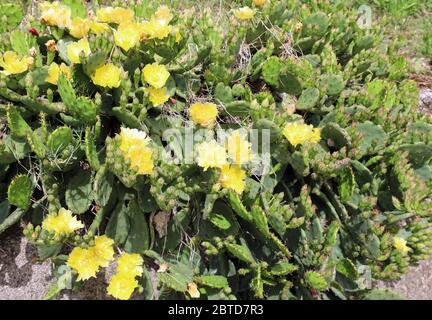 Viele gelbe Kaktusblüten, die dann im Sommer zu den saftigen Früchten werden, die als stachelige Birnen bezeichnet werden Stockfoto