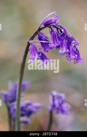 Bluebell / Hyazinthoides Non-Scripta Makroaufnahme von Blaubellen auf Foxhill Common in Tackley, Oxfordshire. Stockfoto