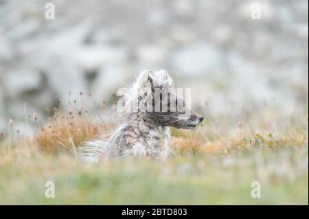 Polarfuchs in Spitzbergen im arktischen Sommer Stockfoto