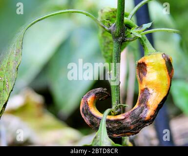 Krankheiten der Paprika. Chilischote wurde Pilz auf dem Busch beschädigt. Blattläuse, Unkraut, nasser Sommer führen zu weniger Ernte. Poster-Hintergrund mit Kopierbereich Stockfoto