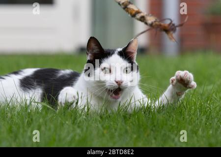 Almere, Niederlande. August 2012. ALMERE, 25-05-2020, Lager, Kat. Kredit: Pro Shots/Alamy Live News Stockfoto