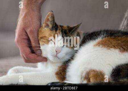 Almere, Niederlande. August 2012. ALMERE, 25-05-2020, Lager, Kat. Kredit: Pro Shots/Alamy Live News Stockfoto