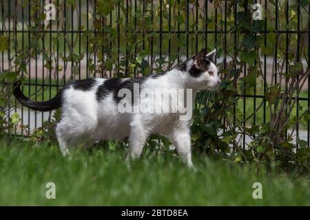 Almere, Niederlande. August 2012. ALMERE, 25-05-2020, Lager, Kat. Kredit: Pro Shots/Alamy Live News Stockfoto