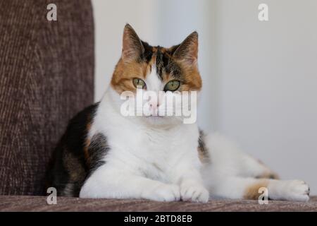 Almere, Niederlande. August 2012. ALMERE, 25-05-2020, Lager, Kat. Kredit: Pro Shots/Alamy Live News Stockfoto