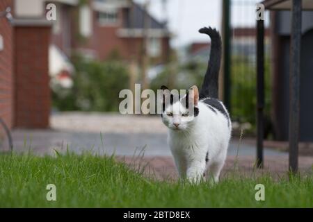 Almere, Niederlande. August 2012. ALMERE, 25-05-2020, Lager, Kat. Kredit: Pro Shots/Alamy Live News Stockfoto