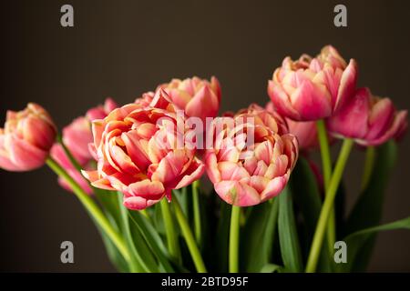 Rote und gelbe Papageientulpen auf grauem Hintergrund Stockfoto