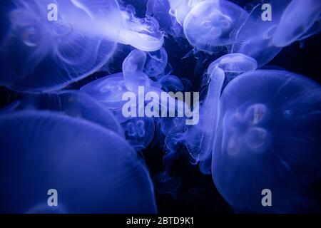 Fluoreszierende Quallen (Medusozoa) im Wassertank Stockfoto
