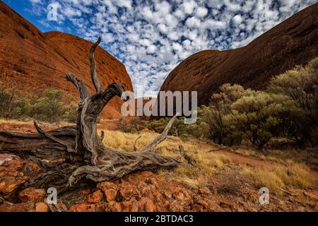 Baumwurzeln im Kata Tjuta National Park in Australien Wüstenoutbacks Stockfoto