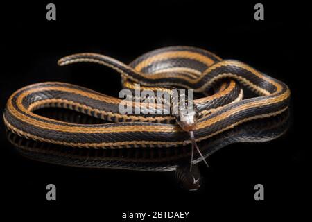 Der gestreifte Keelback, Xenochrophis vittatus, ist eine Schlangenart, die hauptsächlich in Indonesien auf schwarzem Hintergrund isoliert gefunden wird Stockfoto