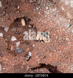 Schwarze Gartenameisen, Lasius niger, die unter Aptio leben, hier mit Kokons und Larven neuer Königinnen, vor dem Fliegende Ameisentag. Foto Großbritannien Mai. Stockfoto