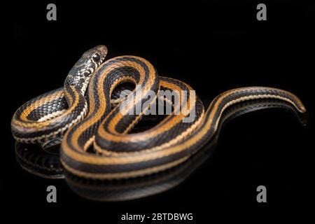 Der gestreifte Keelback, Xenochrophis vittatus, ist eine Schlangenart, die hauptsächlich in Indonesien auf schwarzem Hintergrund isoliert gefunden wird Stockfoto