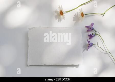 Frühling, Sommer Stillleben. Leere Baumwollpapier Gruß Mockup Szene auf weißem Tisch im Sonnenlicht. Gänseblümchen und Blaubellen. Florale Zusammensetzung, lig Stockfoto