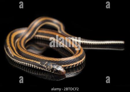 Der gestreifte Keelback, Xenochrophis vittatus, ist eine Schlangenart, die hauptsächlich in Indonesien auf schwarzem Hintergrund isoliert gefunden wird Stockfoto